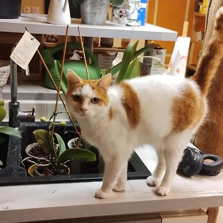 Oda ve Kahvaltı Sejour Et Weekend En Famille Chez L'habitant, Longere Berceenne, 2 4 Pers, Possibilite Rajout Berceau Et 1 Lit Single Soit 6 Pers Maxi